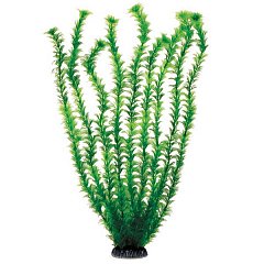 Растение "Амбулия" зеленая, 500мм, Laguna фото