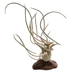 Растение в террариум "Тилландсия", 95*130*210мм, Laguna фото